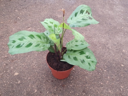 מרנטה מנוקדת - ע.12