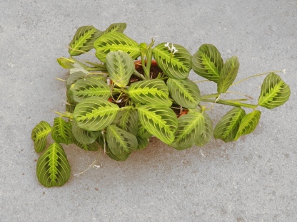 מרנטה למון ליים - ע.20