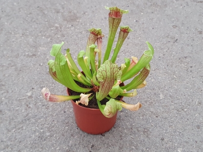 נבלית (שופרית צהבהבה) - ע. 9