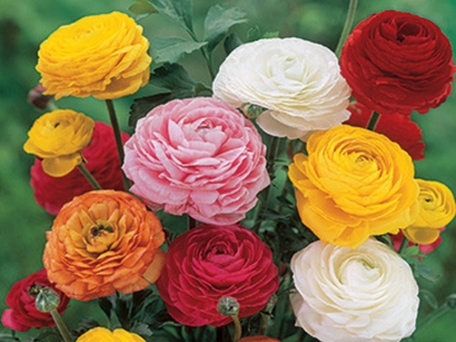 נוריות/פקעות