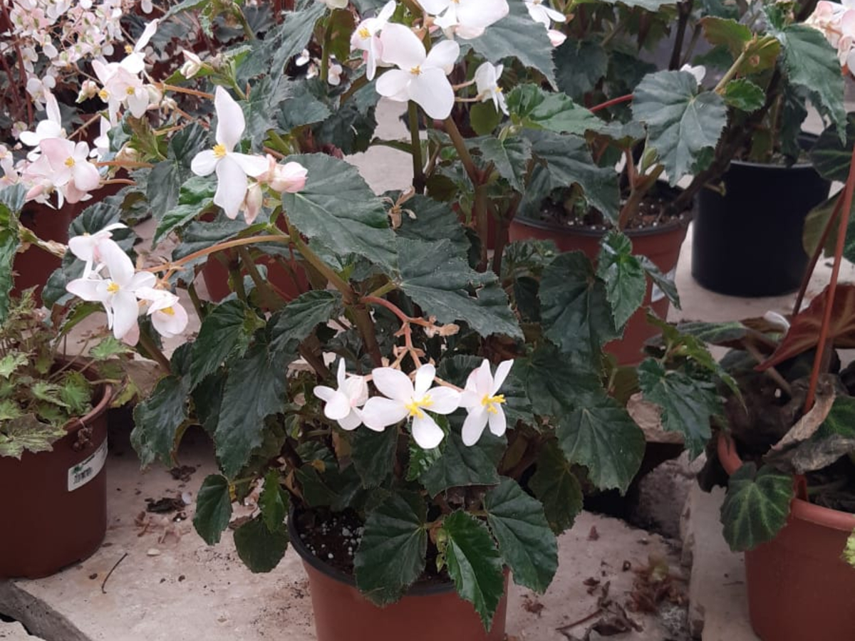 בגוניה נטידה מבריקה-ק. 18