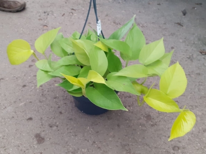 פוטוס ניאון - ע. 15