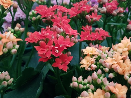 צמחים רב שנתיים