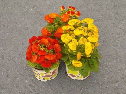 נעלנית חרוקה ק11