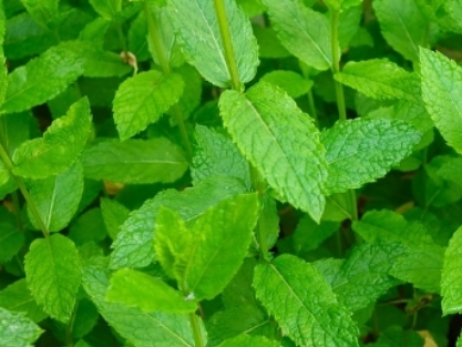 תבליני משקה וחליטות