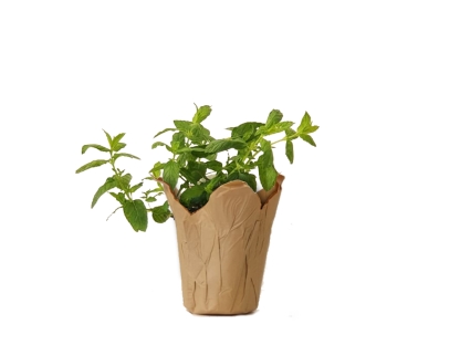 נענע נייר חום