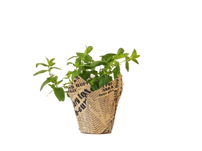 נענע נייר עיתון