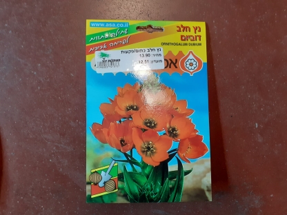 נץ חלב כתום/פקעות