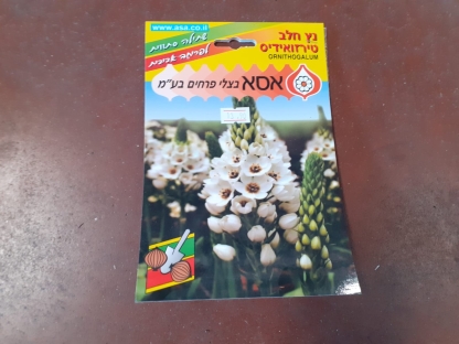 נץ חלב לבן טירזואידיס/פקעות