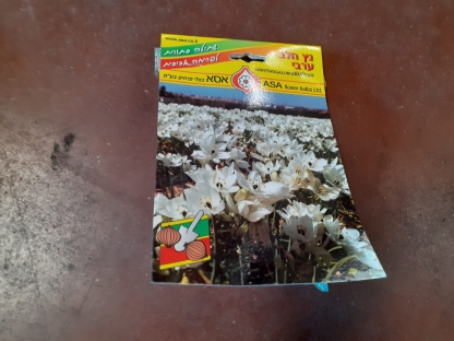 נץ חלב ערבי/פקעות