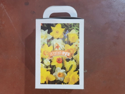 נרקיס חצוצרה 25 יח'/אריזה גדולה