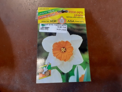 נרקיס החצוצרה אדום לבן/פקעות