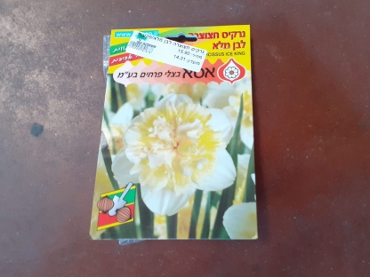 נרקיס חצוצרה לבן מלא/פקעות