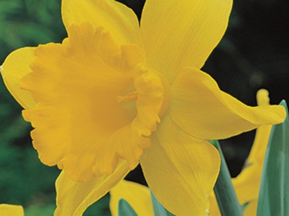 נרקיס חצוצרה צהוב/פקעות