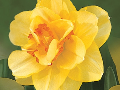 נרקיס חצוצרה צהוב מלא/פקעות