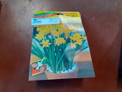 נרקיס חצוצרה ננסי/פקעות