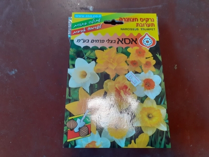 נרקיס חצוצרה תערובת/פקעות