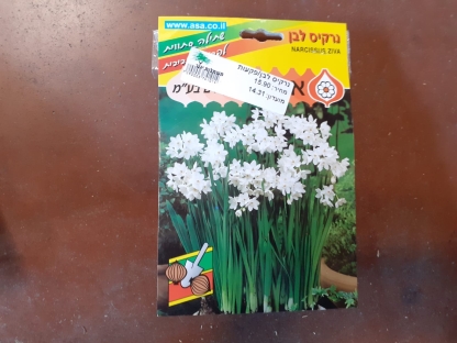 נרקיס לבן/פקעות