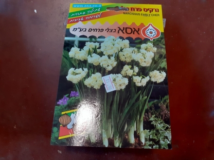 נרקיס פרח מלא/פקעות