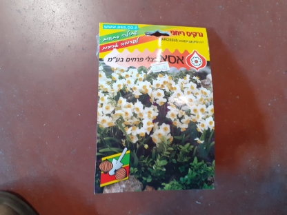 נרקיס ריחני/פקעות