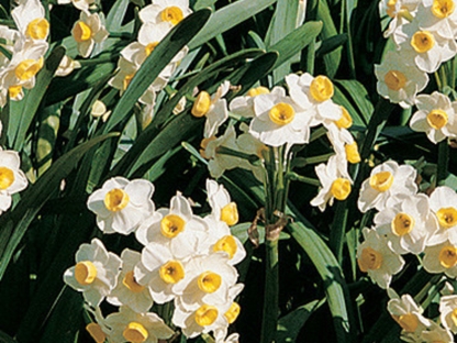 נרקיס ריחני 25יח/אריזת חיסכון