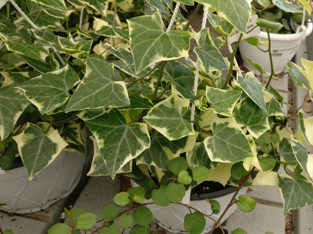 סביון (סנציו) קיסוסי-ק. 20