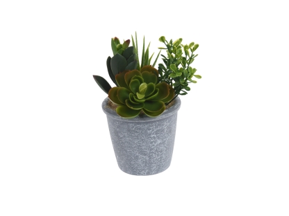 צ.מ- מיקס סוקולנטים בעציץ - סוג 1