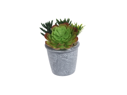 צ.מ- מיקס סוקולנטים בעציץ - סוג 2