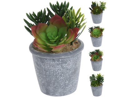 צ.מ- מיקס סוקולנטים בעציץ