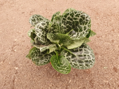 סטרפטוקרפוס פרטי טרטל - ע.14