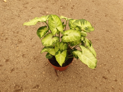 סינגוניום מגוון-ע. 12