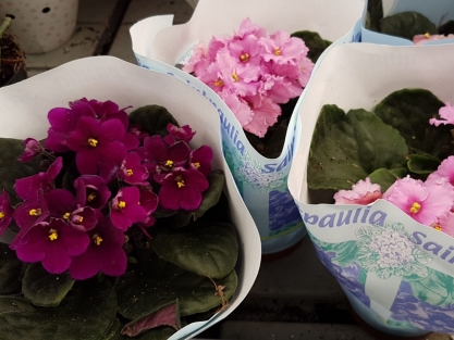 סיגלית אפריקנית