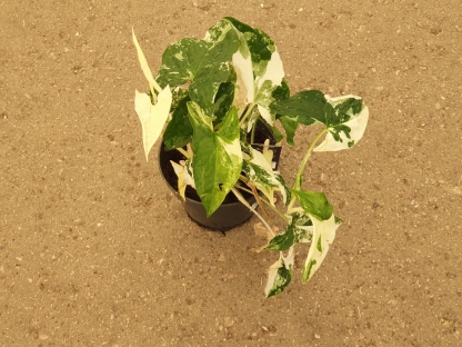 סינגוניום מגוון אלבו - ע. 12