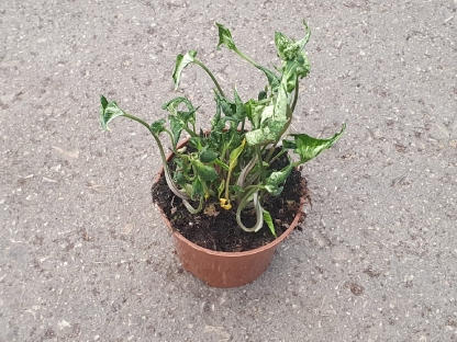 סינגוניום גודזילה - ע.9