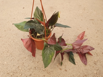 סינגוניום רד ארו - ע.15 - גידול ישראלי