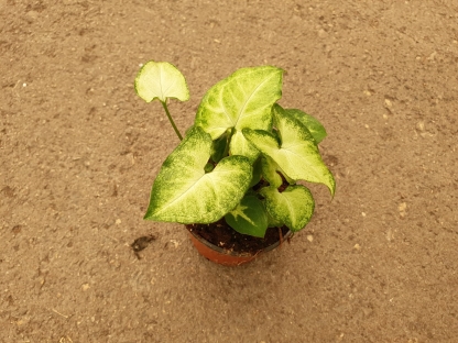 סינגוניום מגוון - ע.10