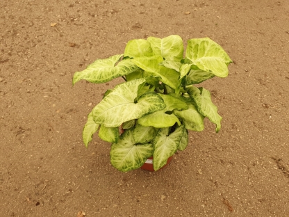 סינגוניום מגוון-ע. 15