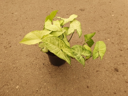 סינגוניום מגוון ע.22