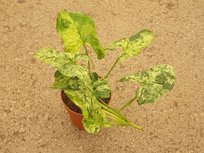 סינגוניום מוחיטו / מוטלד - ע.12