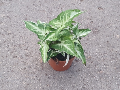 סינגוניום סטארלייט - ע.9