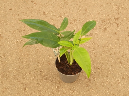 סינגוניום פודיפולום וונדר - ע.12