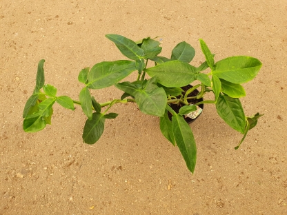 סינגוניום פודיפולום וונדר - ע.15