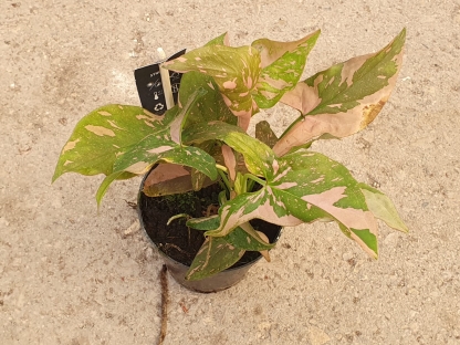 סינגוניום פינק ספלאש - ע.12