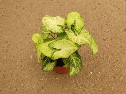 סינגוניום פיקסי - ע.18