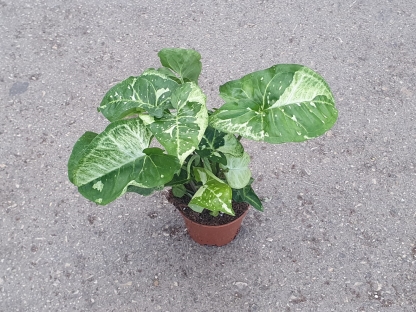 סינגוניום פנדה - ע.9