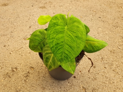 סינגוניום פרוסטד הארט - ע.17