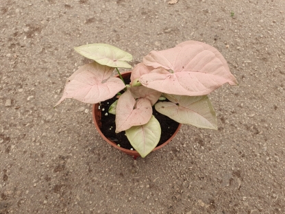 סינגוניום רד-ע. 15