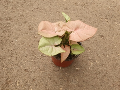 סינגוניום רד - ע.9