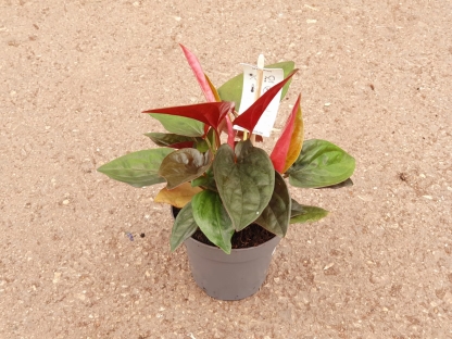 סינגוניום רד ארו - ק.11