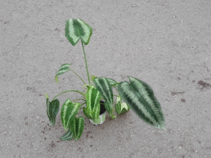 סכימוטגליס